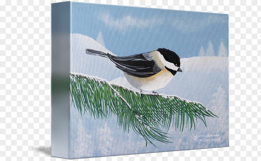 Feather Beak Chickadee Fauna PNG