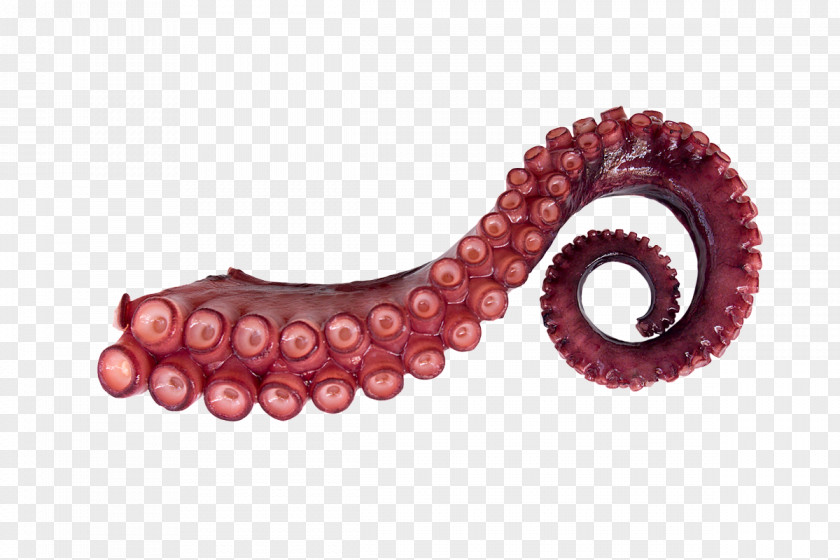 Giant Pacific Octopus Squid Tentacle Stock Photography PNG