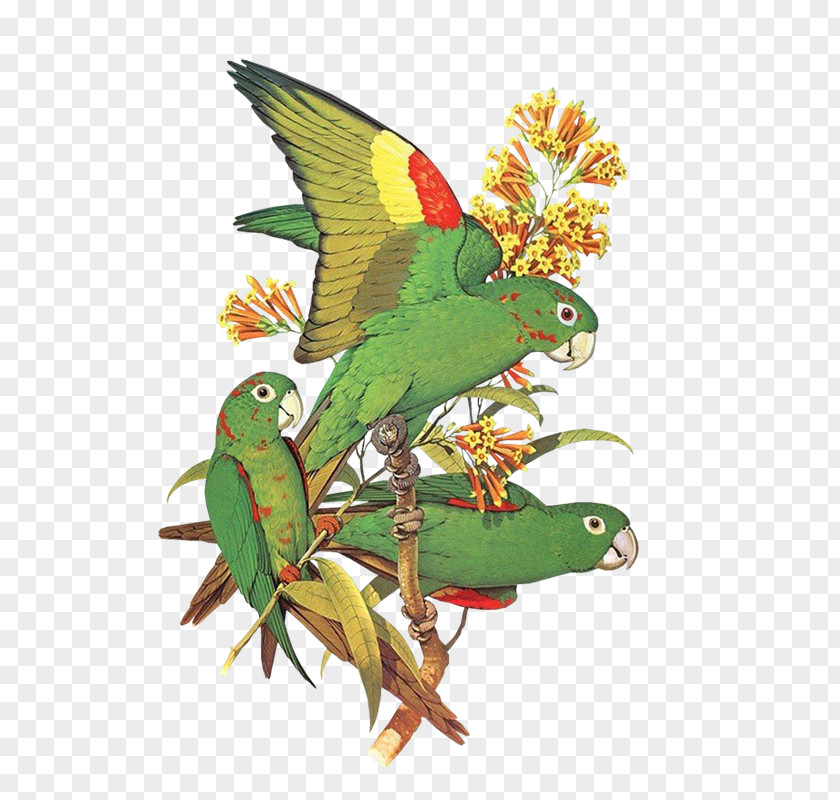 Loros Budgerigar Bird Macaw Parakeet PNG