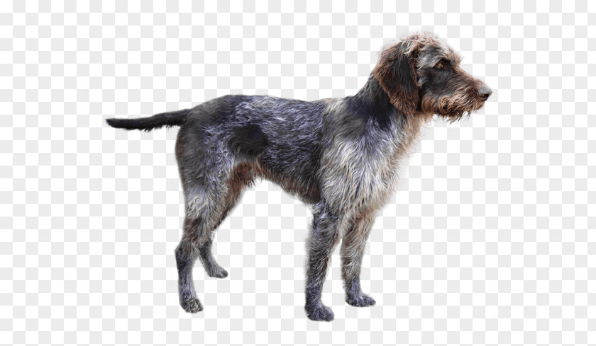 Wirehaired Pointing Griffon German Pointer Český Fousek Picardy Spaniel Deutsch Stichelhaar PNG