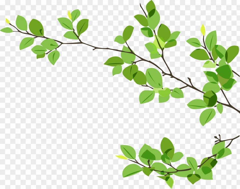 Eucalyptus Branch Leaf Twig PNG