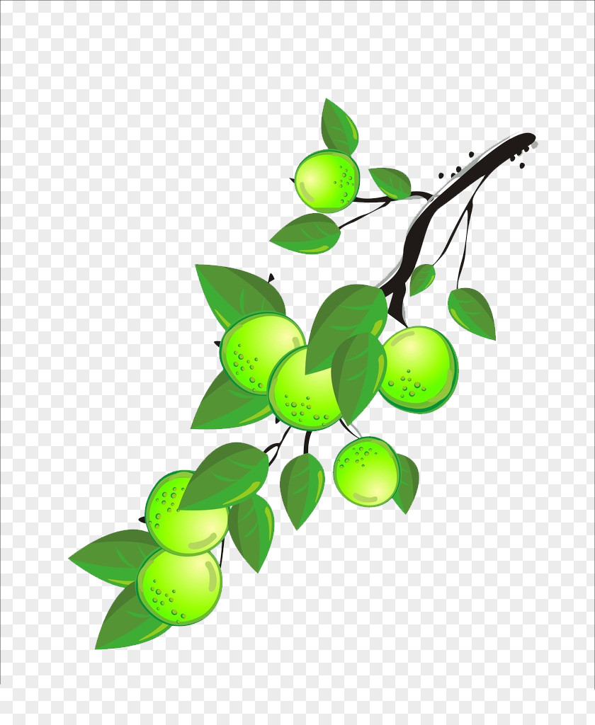 Green Painted Ome Liqueur Fruit Plum Blossom Alcoholic Drink PNG