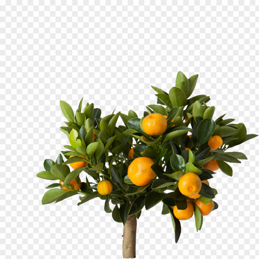 Orange Tree Lemon IKEA Houseplant Common Ivy PNG