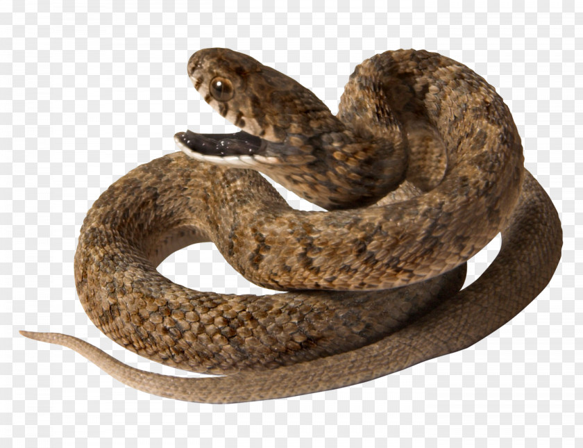 Snake Image Picture Download Free Reptile PNG