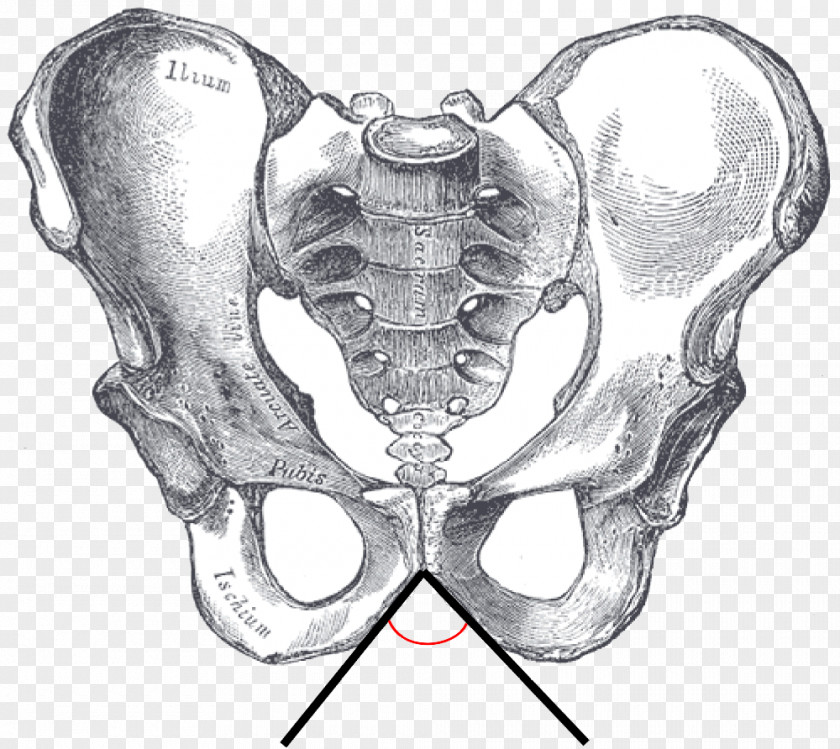 Superior Hip Bone Pelvis Ilium Pubis PNG