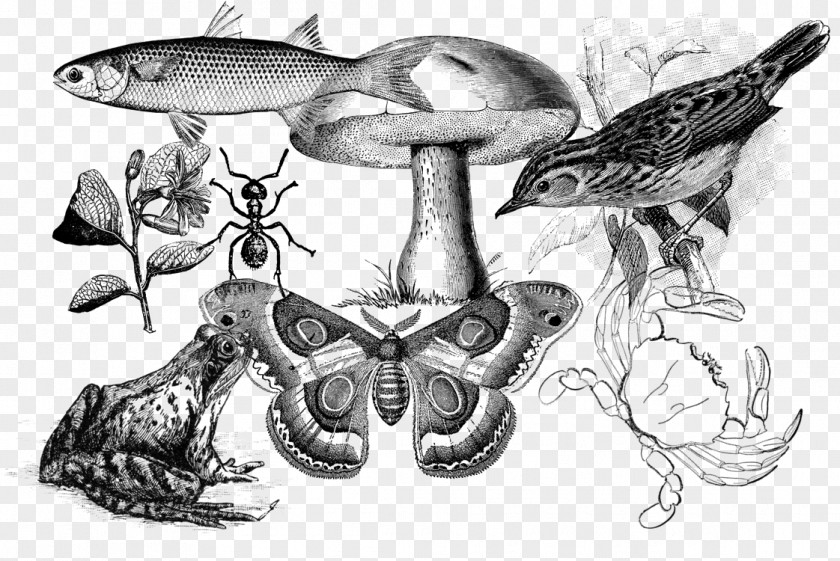 Biology Evolution Life Biodiversity Systematics PNG