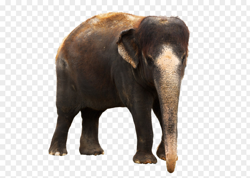 Elephant Asian African Bush Image Stock.xchng PNG