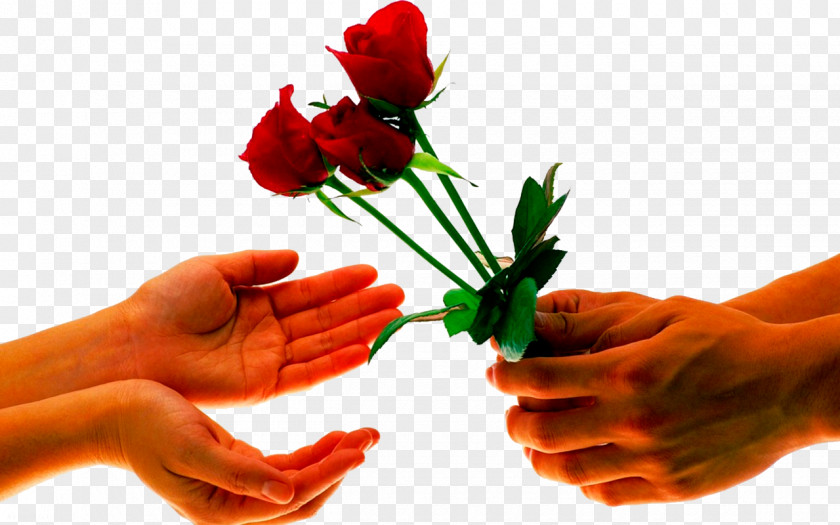 Man To Send A Woman Roses Flower Bouquet Desktop Wallpaper Floristry Rose PNG