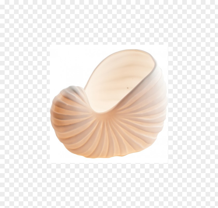 Seashell Nautiluses PNG