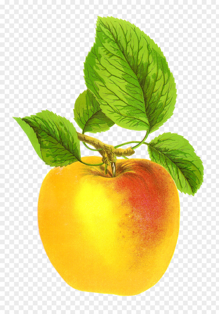 Apple Fruit Cider Clip Art PNG