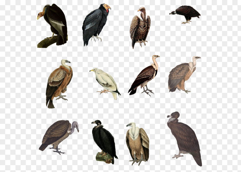 Bird Vulture Eagle PNG