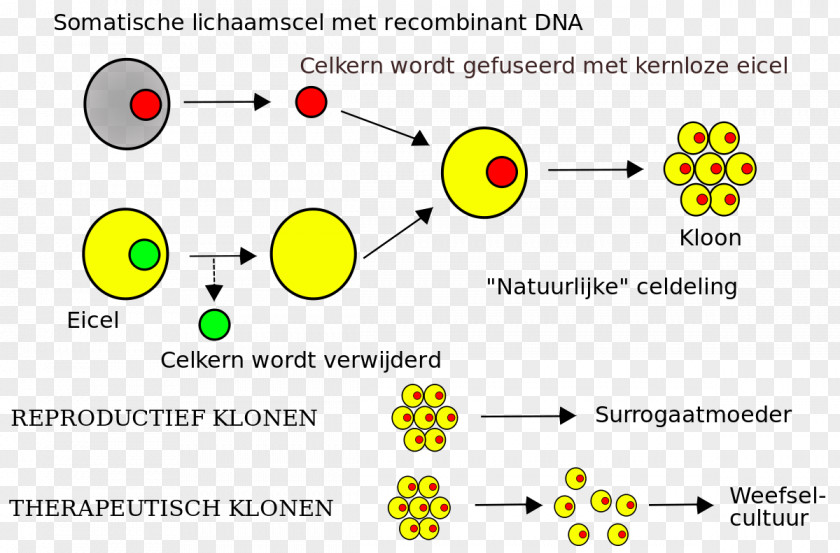 Cloning Somatic Cell Nuclear Transfer Embryonic Stem PNG