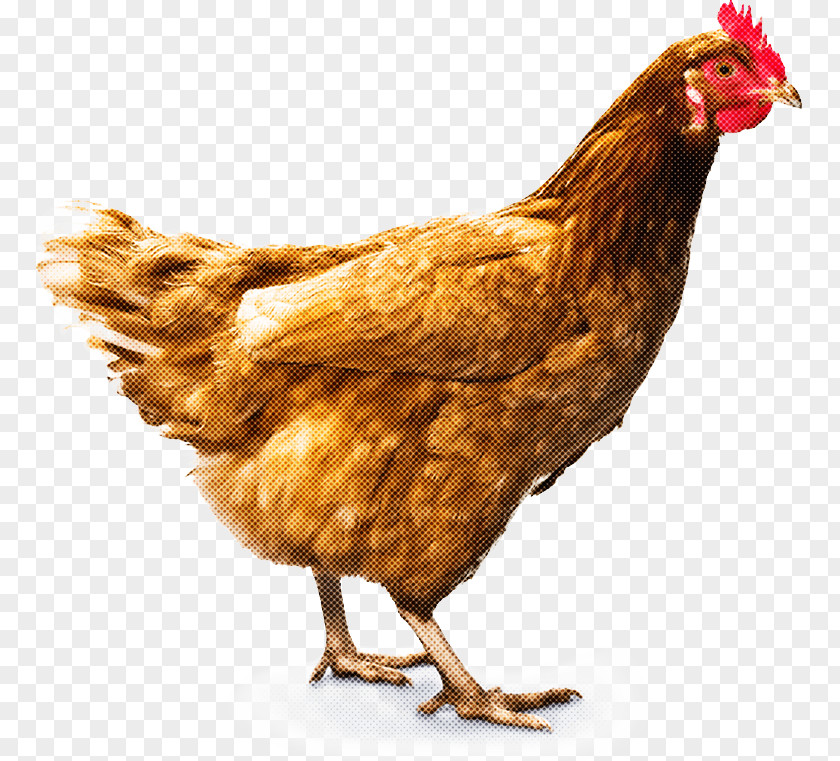 Livestock Comb Bird Chicken Rooster Beak Fowl PNG