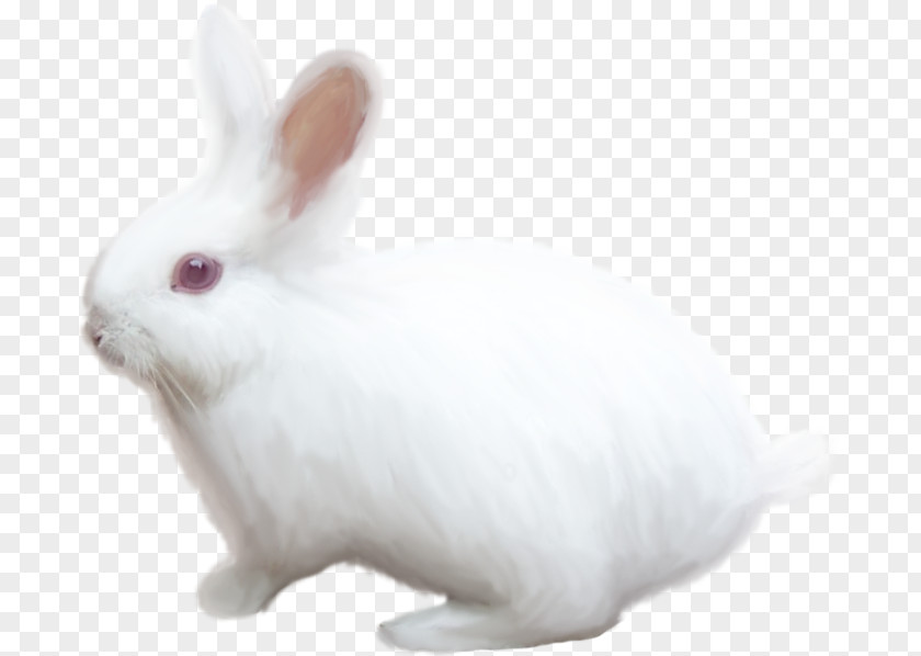 Rabbit Domestic White Hare PNG