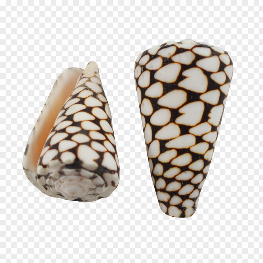 Seashell Conus Marmoreus Cone Snails Litteratus Conchology PNG