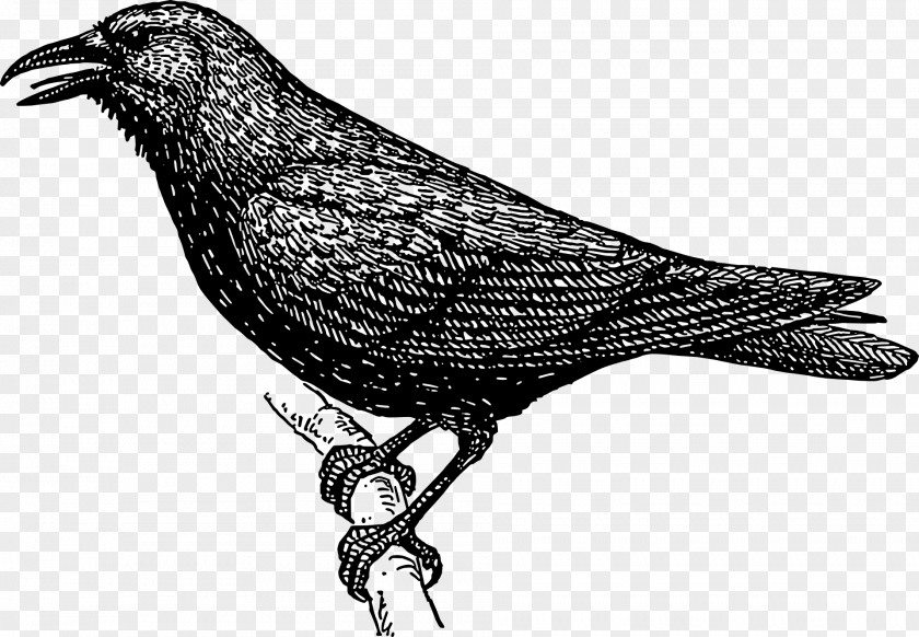 Bird Branches Station Crow Drawing Clip Art PNG