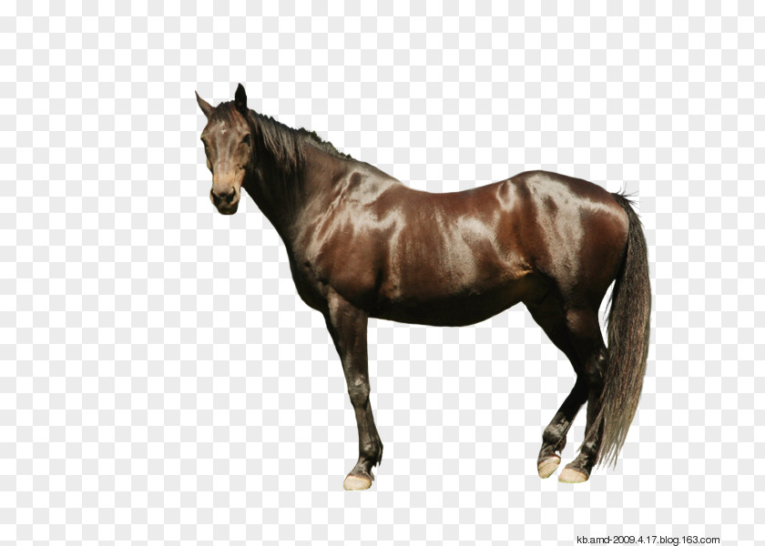 Eh Andalusian Horse Thoroughbred Stock Photography Gallop Drawing PNG