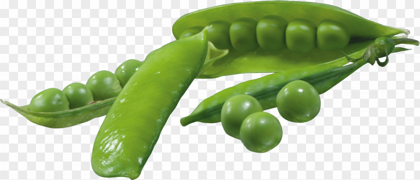 Pea Icon Clip Art PNG