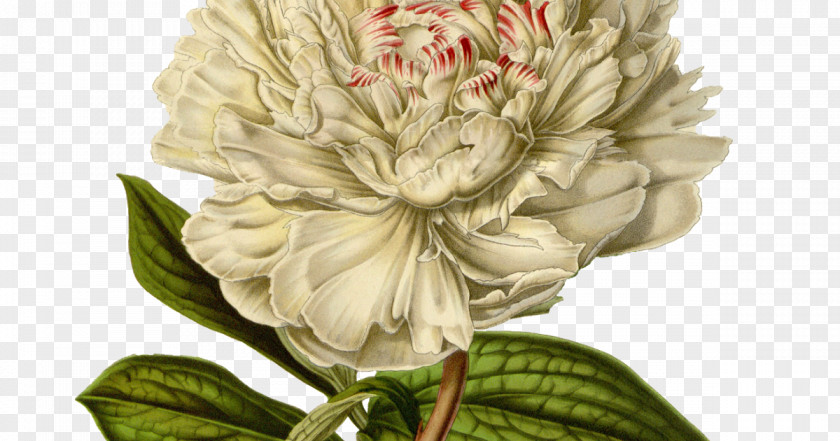 Peony Moutan Printing Flower PNG