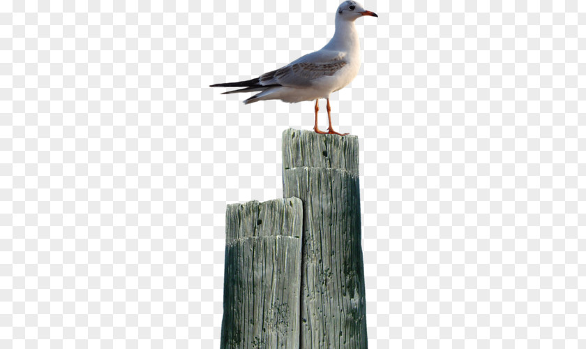 Seagull PNG clipart PNG