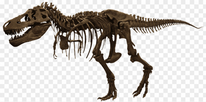 Tyrannosaurus Cleveland Museum Of Natural History Field American Dinosaur PNG