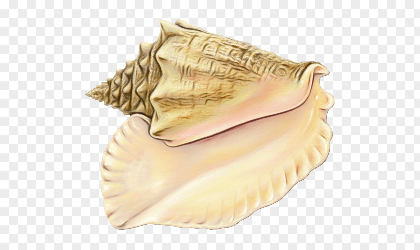 Bivalve Dish Conchology Conch PNG