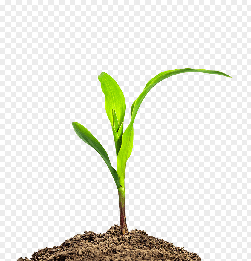 Business Maize Seedling Agriculture PNG