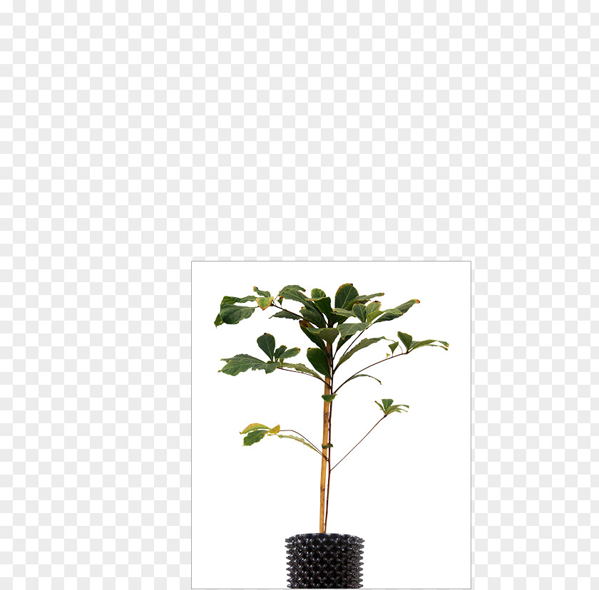 Common Blackbird Twig Flowerpot Houseplant Plant Stem Leaf PNG