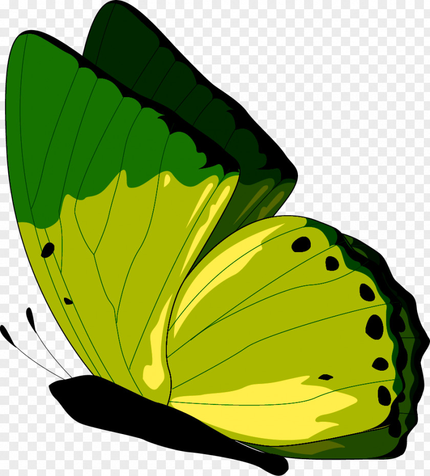 Forum Monarch Butterfly Clip Art JPEG PNG