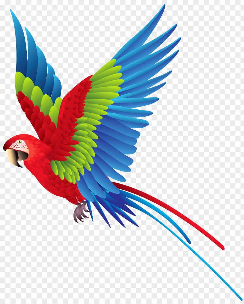 Parrot Image Palmitos Park The Place Bird Amazon True PNG