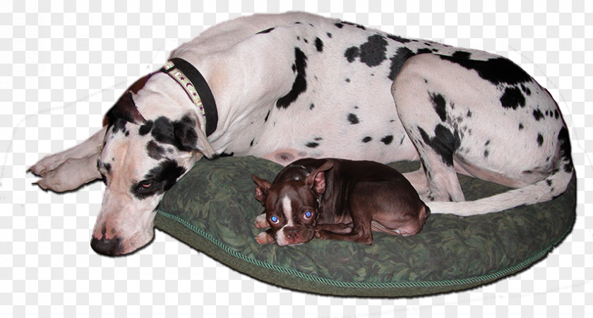 Red Barn Bed Biscuit Dog Daycare And Boarding Great Dane Dalmatian Doggiecamp Breed PNG