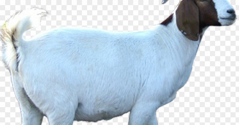 Sheep Cattle Boer Goat Livestock Animal Husbandry PNG