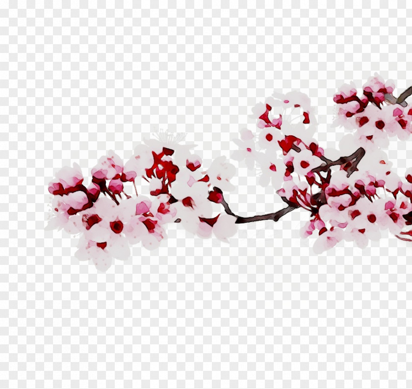 ST.AU.150 MIN.V.UNC.NR AD Cherry Blossom Pink M Cherries PNG