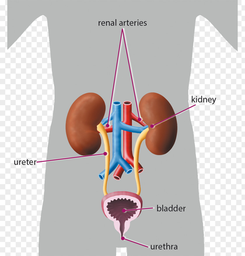 The Excretory System Human Body Organ Endocrine PNG body system, others clipart PNG