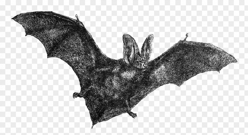 Vampire Bat Drawing Clip Art PNG