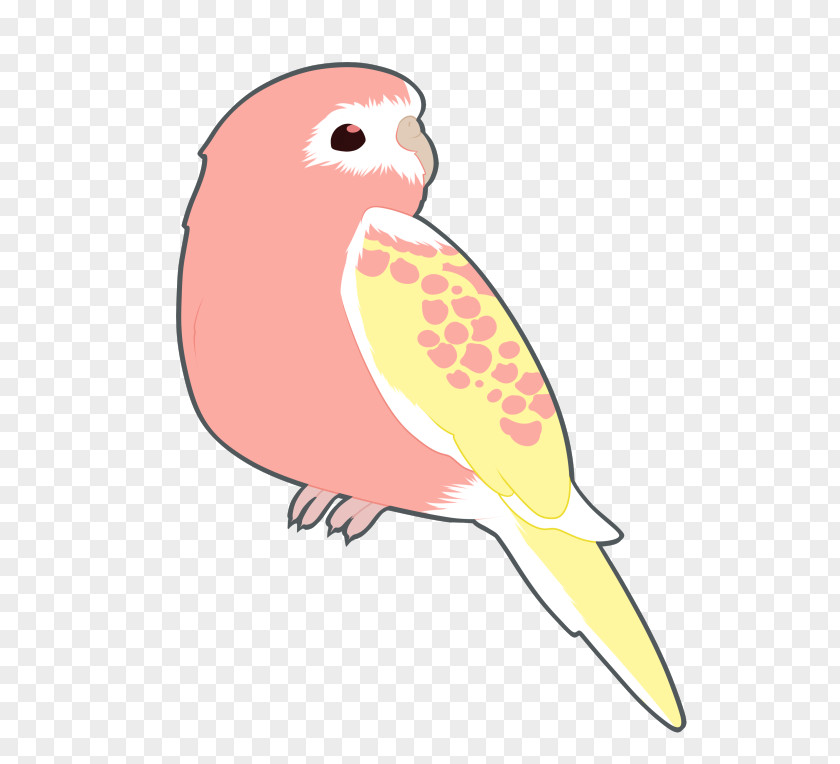 Bird Budgerigar Clip Art Cockatiel Parakeet PNG