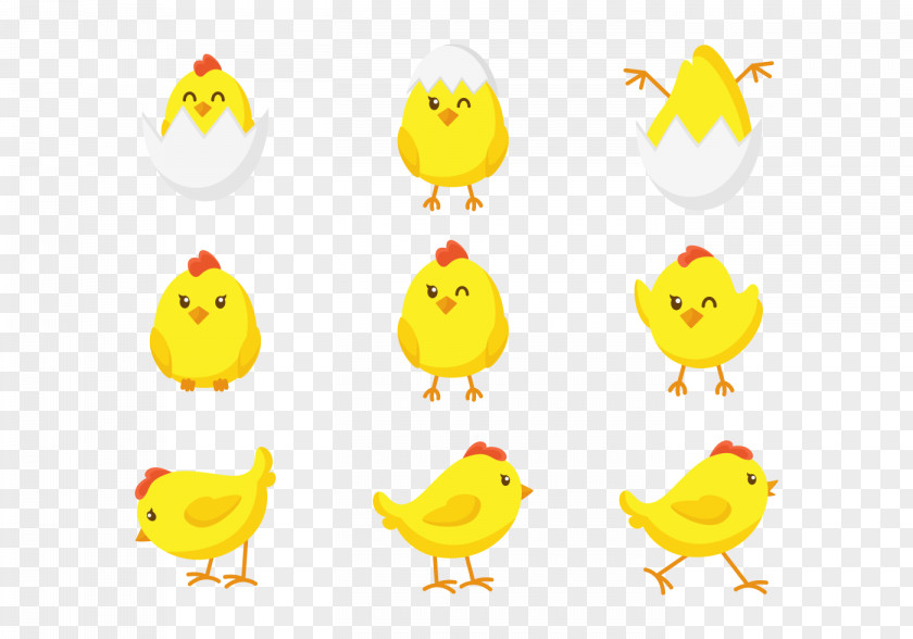 Chick Chicken Bird Yellow PNG
