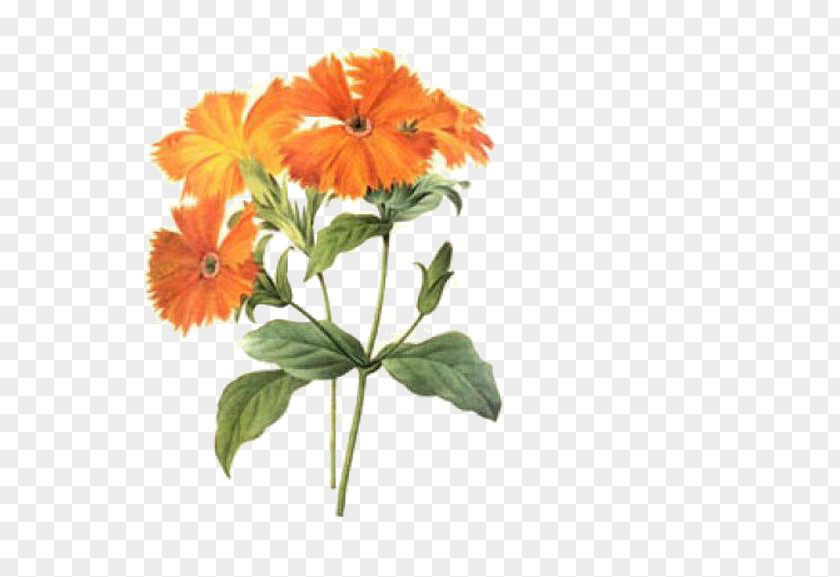 Chrysanthemum Pierre-Joseph Redoutxe9 (1759-1840) Choix Des Plus Belles Fleurs Printmaking Illustration PNG