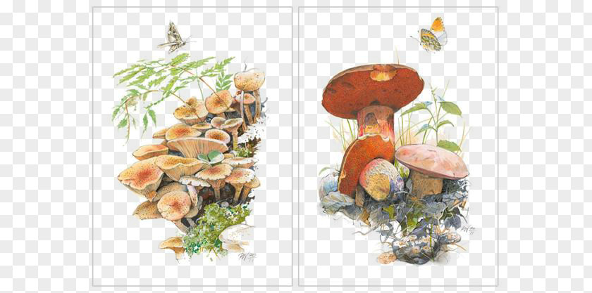 Hand-painted Cartoon Mushroom Material Picture Illustrator Illustration PNG