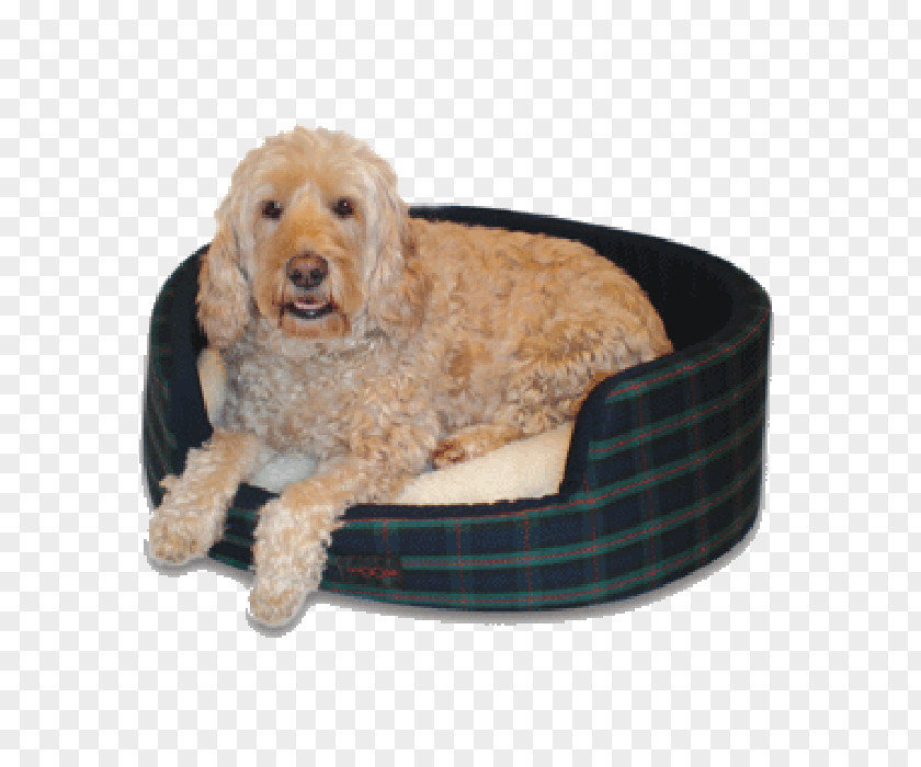 Puppy Goldendoodle Cockapoo English Cocker Spaniel Dog Breed PNG