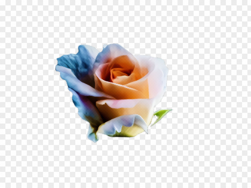 Rose Order Plant Rainbow PNG