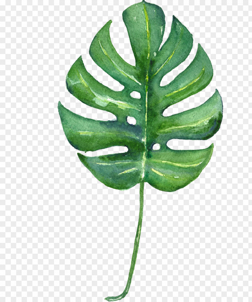 Tropical Leaf Swiss Cheese Plant Tropics Watercolor Painting Printmaking PNG