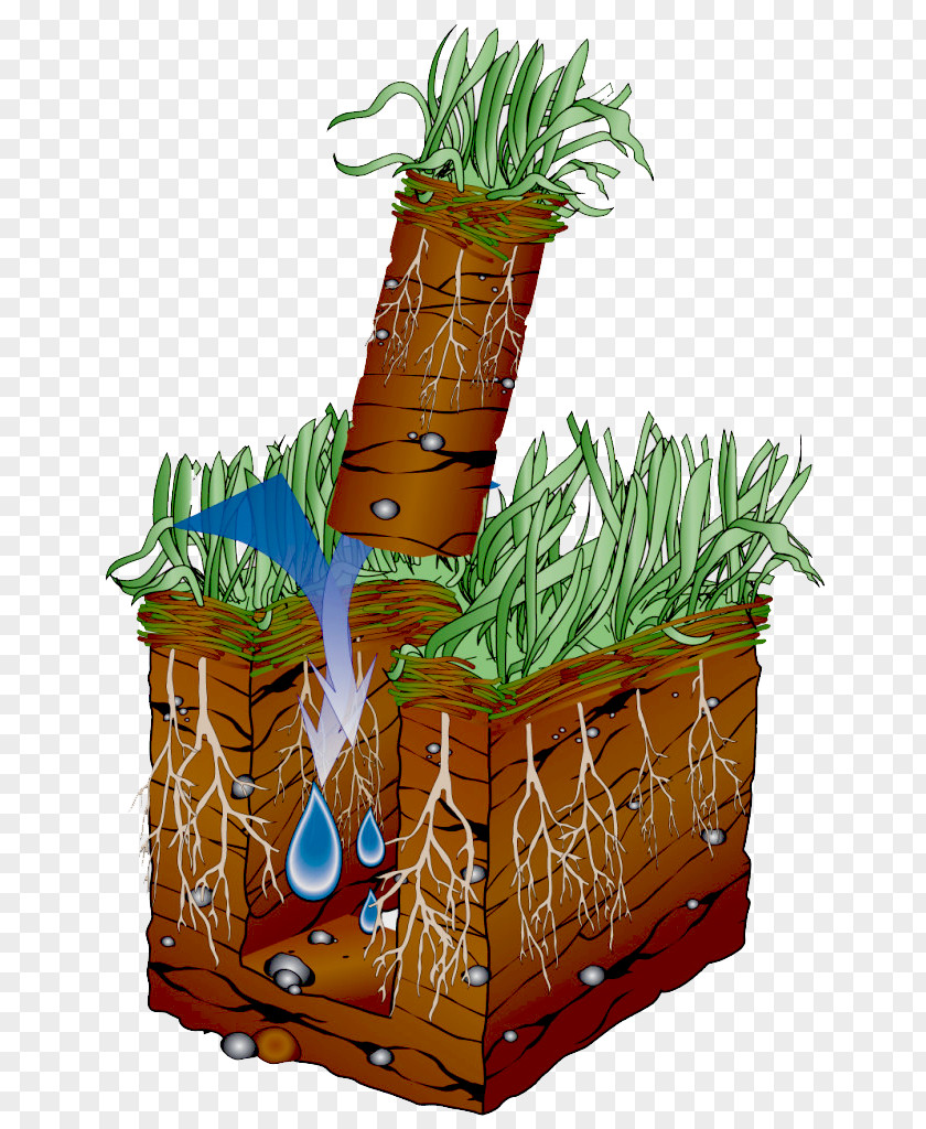 Aeration Lawn Aerator Thatch Plug PNG