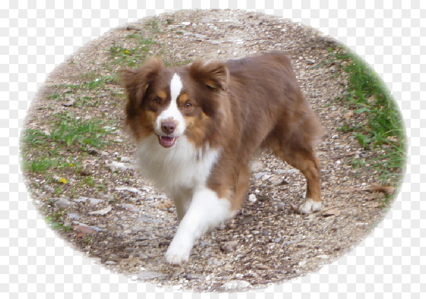 Australian Shepherd Miniature American Border Collie Dog Breed Rough PNG