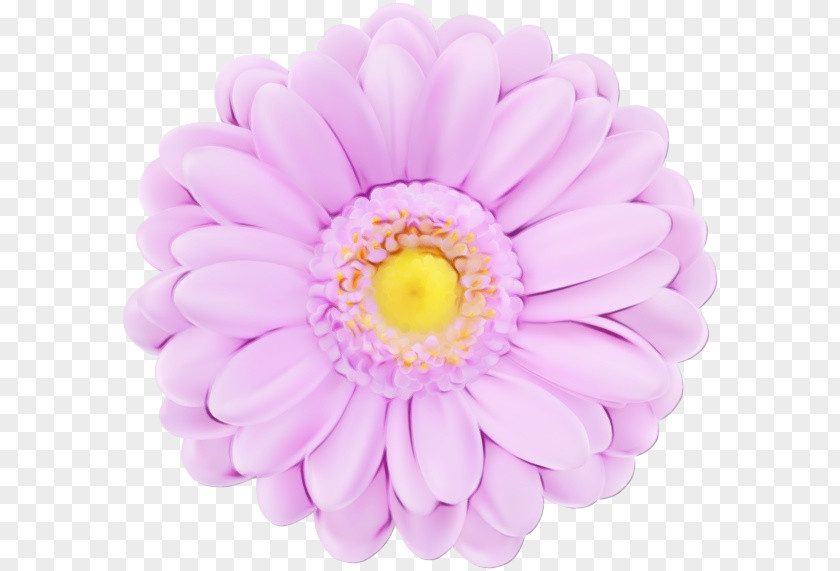 Barberton Daisy Yellow Lavender PNG