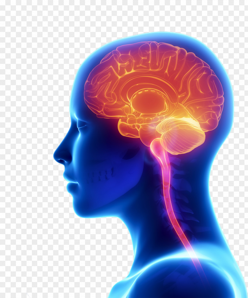 Brain Human Injury Damage Disease PNG