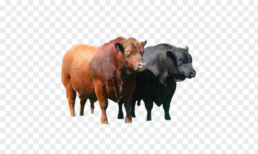 Bull Angus Cattle Red Calf Ox PNG