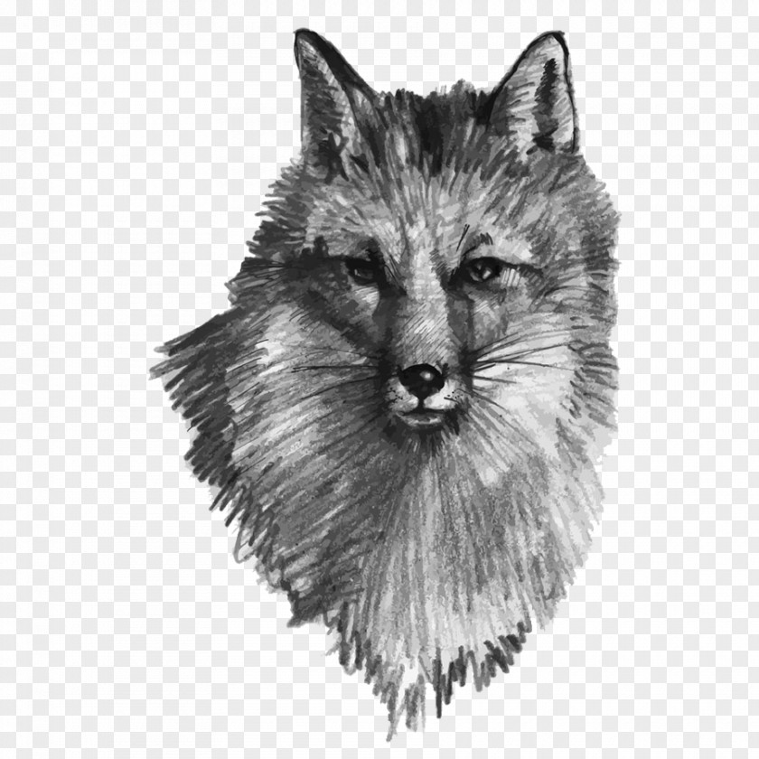 Hand Painted Gray Wolf Drawing Fox Illustration PNG