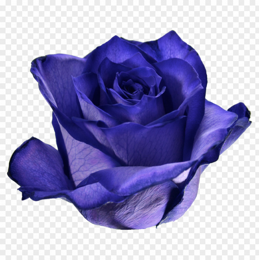 Roses Purple Blue Rose Garden Cabbage Cut Flowers PNG