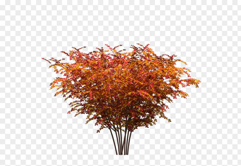 Tree Red Maple Leaf Plant PNG